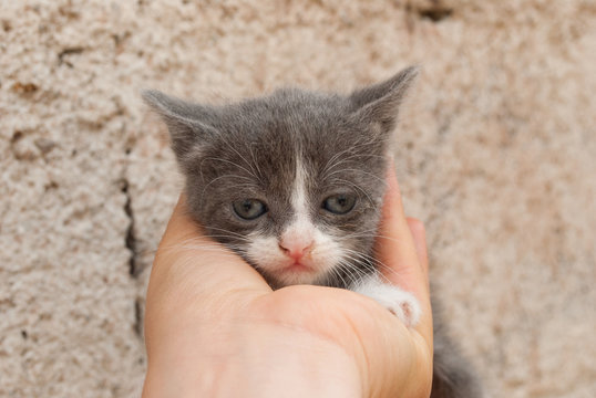 gattino nella mano