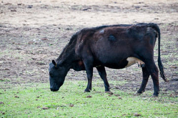 black cow on the pasture