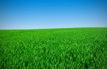 Obraz na płótnie Canvas Meadow with green grass