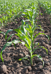 corn field close up