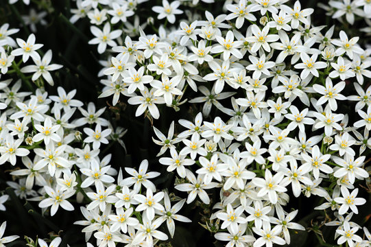 Ornithogalum umbellatum