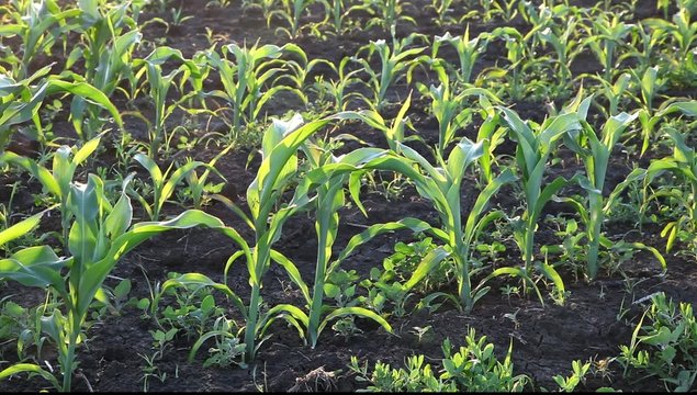 Corn plant in spring