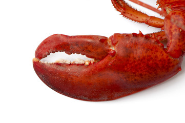 Hummer Greifzange gekocht