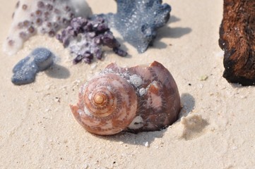 Von der Zeit gezeichnete Muschel vor Korallen am Strand