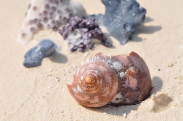 Von der Zeit gezeichnete Muschel vor Korallen am Strand