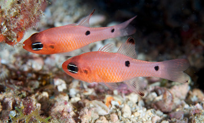 Obraz na płótnie Canvas Two Spot cardinalfish unoszący się w chronionym obszarze rafy.