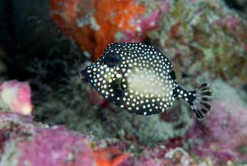 Smooth Trunkfish hovering in sheltered area of reef.