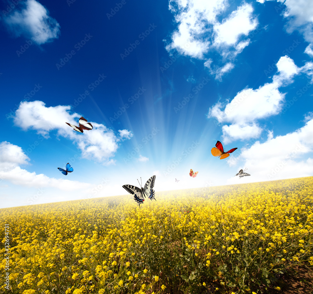 Wall mural yellow field with butterfly