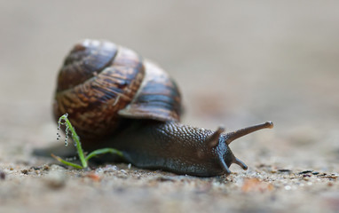 Weinbergschnecke