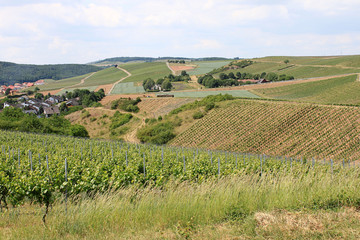 Fototapeta na wymiar Region uprawy winorośli w pobliżu