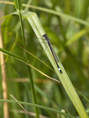 blue tailed damselfly