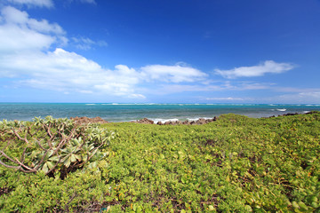 コマカ島の美しい亜熱帯植物と海