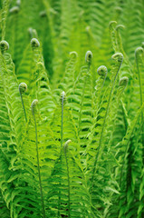 Fiddlehead fern © Lijuan Guo