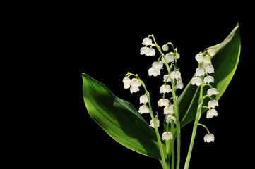 lily of the valley on black