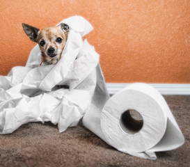 chihuahua playing with toilet paper