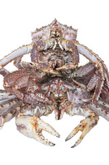 King Crab
