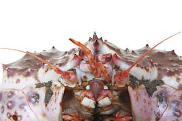 King Crab