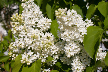 Белая сирень