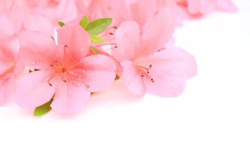 Foto auf Acrylglas Azalee Satsuki-Blume