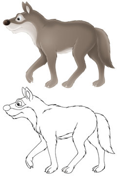 grey wolf