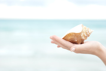 Fototapeta na wymiar Hand holding a sea shell