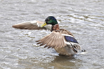 canard colvert