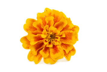 Flower - marigold
