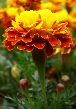 macro photography of autumn flowers