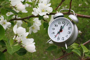 Blossoming branch of an apple-tree and alarm clock