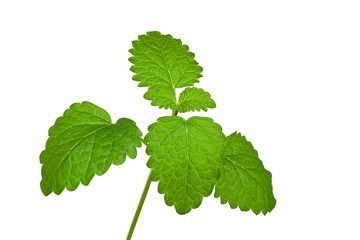 Melissa branch isolated on a white background