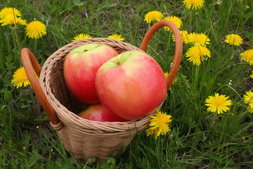 Basket with apples on a glade with dandelions in a grass