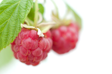 Raspberry twig on white background