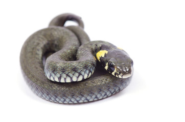 snake