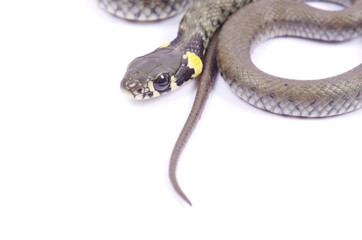 snake