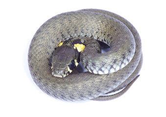 snake