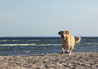 golden retriever läuft am strand