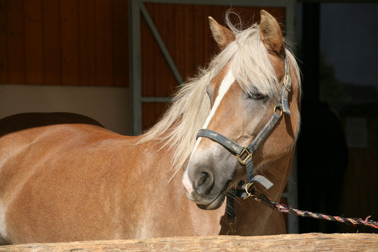 Haflinger