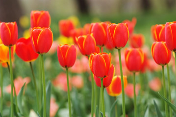 赤黄チューリップ