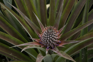 Obraz premium Pineapple