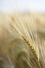 Obraz premium spighe di grano maturo in estate