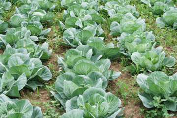 Naklejka premium cabbage field