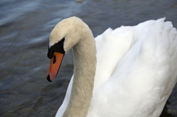 Mute Swan