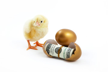 cash hatched from eggs and chicken is golden