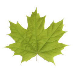 Maple leaf.