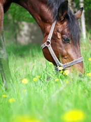 portrait of grazing bay horse