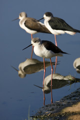Black-winged stilt - himantopus himantopus