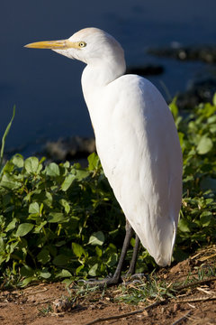 Cattle egret - bubulcus ibis at Koyu Sewage Ponds, Gambia
