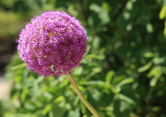 fleur de l'ail
