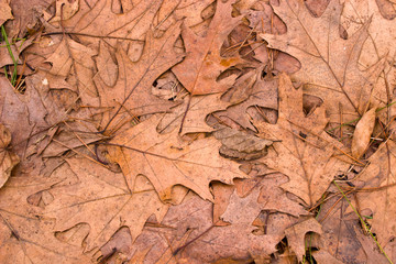 leaf