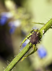 Stink bug